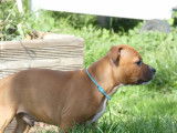 Chiots Staffordshire Bull Terrier LOF