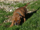 Chiots Staffordshire Bull Terrier LOF