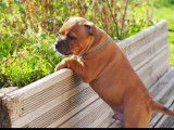 Chiots Staffordshire Bull Terrier LOF