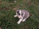Chiots Border Collie LOF à réserver