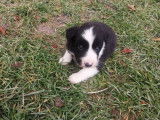 Chiots Border Collie LOF à réserver