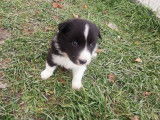 Chiots Border Collie LOF à réserver