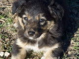 Chiots Border Collie LOF à réserver