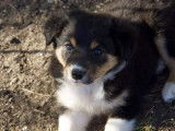 Chiots Border Collie LOF à réserver