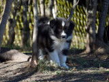 Chiots Border Collie LOF &agrave; r&eacute;server