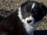 Chiots Border Collie LOF &agrave; r&eacute;server