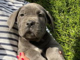 Chiots Cane Corso LOF à réserver