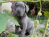 Chiots Cane Corso LOF à réserver