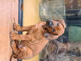 Superbes chiots Rhodesian Ridgeback à réserver