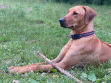 Superbes chiots Rhodesian Ridgeback à réserver
