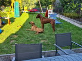 Superbes chiots Rhodesian Ridgeback à réserver