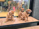 Superbes chiots Rhodesian Ridgeback à réserver