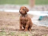 Six imposants chiots mâles Rhodesian Ridgeback LOF à réserver pour le 10 novembre 2021