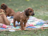 Six imposants chiots mâles Rhodesian Ridgeback LOF à réserver pour le 10 novembre 2021