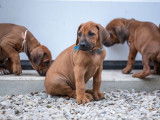 Six imposants chiots mâles Rhodesian Ridgeback LOF à réserver pour le 10 novembre 2021