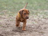Six imposants chiots mâles Rhodesian Ridgeback LOF à réserver pour le 10 novembre 2021