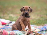 Six imposants chiots mâles Rhodesian Ridgeback LOF à réserver pour le 10 novembre 2021