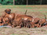 Six imposants chiots mâles Rhodesian Ridgeback LOF à réserver pour le 10 novembre 2021