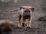 Six imposants chiots mâles Rhodesian Ridgeback LOF à réserver pour le 10 novembre 2021