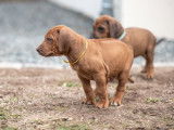 Six imposants chiots mâles Rhodesian Ridgeback LOF à réserver pour le 10 novembre 2021