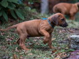 Six imposants chiots mâles Rhodesian Ridgeback LOF à réserver pour le 10 novembre 2021