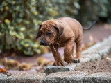 Six imposants chiots mâles Rhodesian Ridgeback LOF à réserver pour le 10 novembre 2021