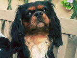 De race Cavalier King Charles Spaniel disponible pour saillie