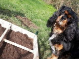 De race Cavalier King Charles Spaniel disponible pour saillie