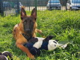 Jeune mâle de type Berger Belge Malinois 1 an robe fauve à adopter