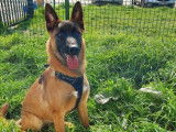 Jeune mâle de type Berger Belge Malinois 1 an robe fauve à adopter
