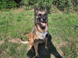 Femelle adulte de type Berger Belge Malinois robe fauve 9 ans 1/2 à placer