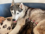 Chiots Husky Sibérien LOF à vendre
