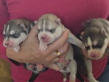 Les 3 femelles
