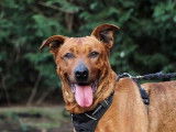 Femelle adulte 12 ans / de type Berger Belge Malinois robe rouanne à adopter