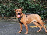 Femelle adulte 12 ans / de type Berger Belge Malinois robe rouanne à adopter