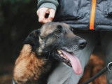 Femelle adulte 12 ans 1/2 de type Berger Belge Malinois robe fauve cherche foyer