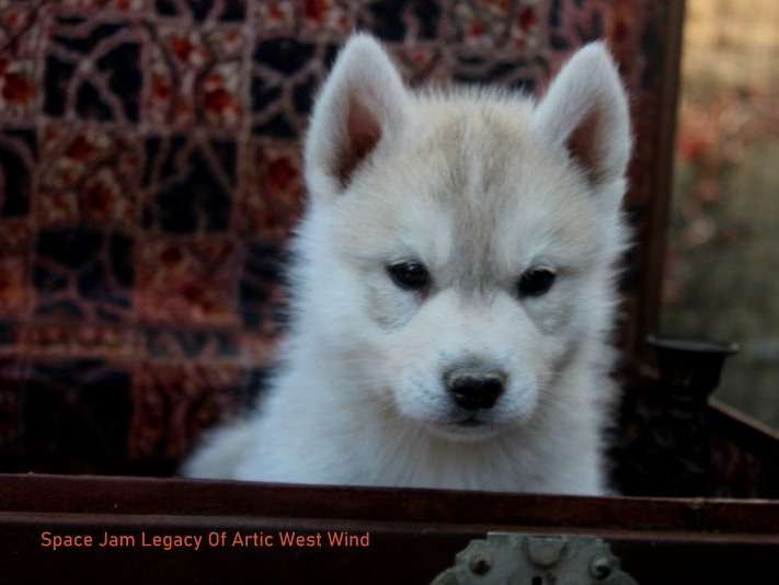 A vendre : 4 chiots mâles Husky Sibérien LOF âgés de deux mois