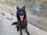 Mâle adulte croisé de type Berger Hollandais robe bicolore 6 ans à adopter