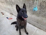 Mâle adulte croisé de type Berger Hollandais robe bicolore 6 ans à adopter