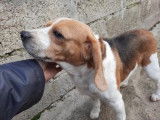 Mâle adulte de type Beagle robe bicolore 4 ans à adopter