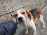 Mâle adulte de type Beagle robe bicolore 4 ans à adopter