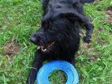 Jeune mâle croisé Labrador Retriever robe noire 1 an / à adopter