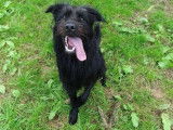Jeune mâle croisé Labrador Retriever robe noire 1 an / à adopter