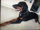 Dobermann disponible pour saillie