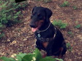 Dobermann disponible pour saillie