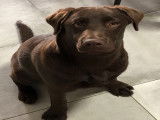 Labrador Retriever disponible pour saillie