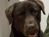 Labrador Retriever disponible pour saillie