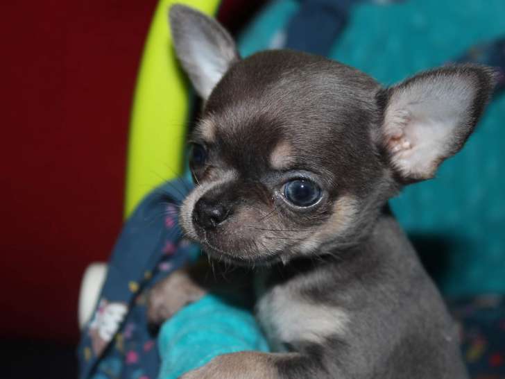 Magnifique chiot Chihuahua à poils courts à vendre
