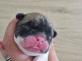 Chiots Bouledogue Fran&ccedil;ais LOF &agrave; r&eacute;server