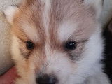 Chiots Husky Sibérien LOF à réserver